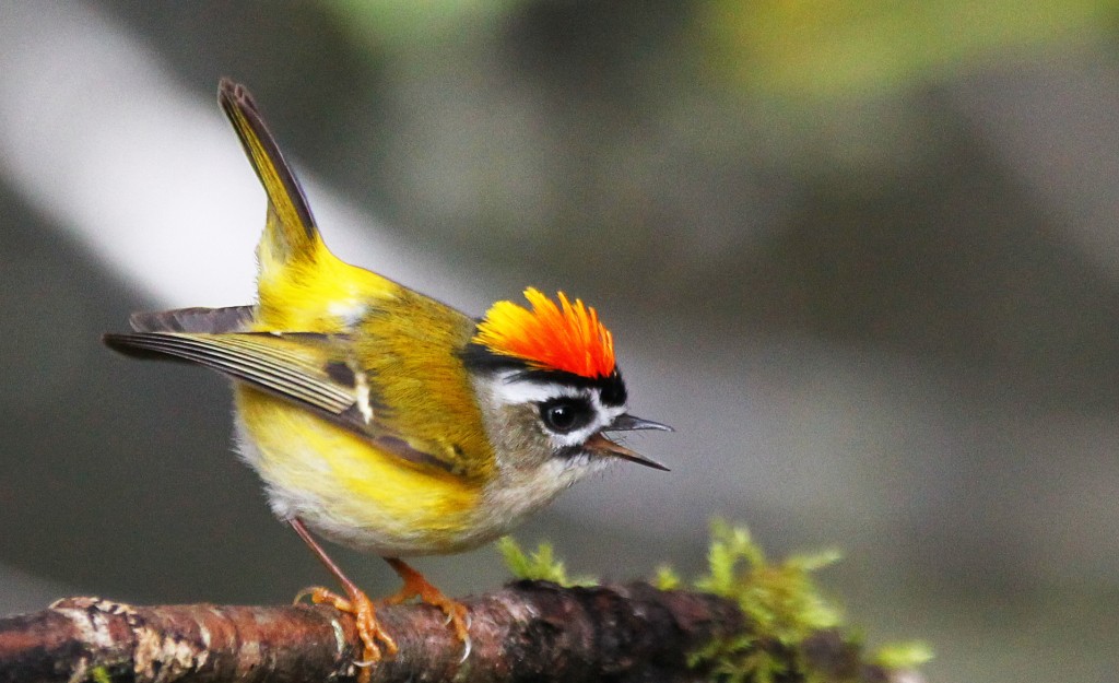 Smallest Bird Britain - Firecrest Taiwan