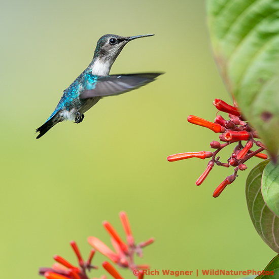 bee hummingbird flying