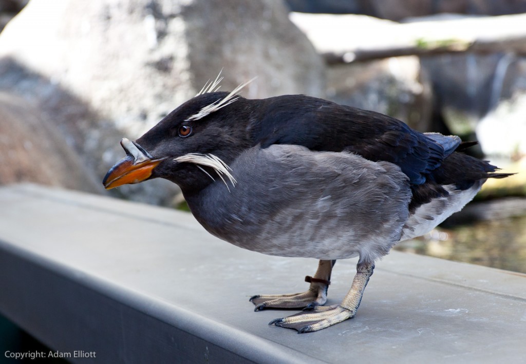 Birds - North Korea - Rhinoceros Auk unicorn