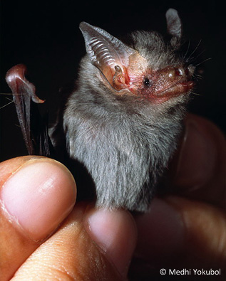 BumbleBee Bat - Kitti's Hog Nosed - with fingers