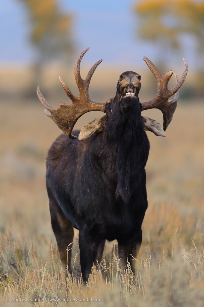 Flehmen Response Bull Moose