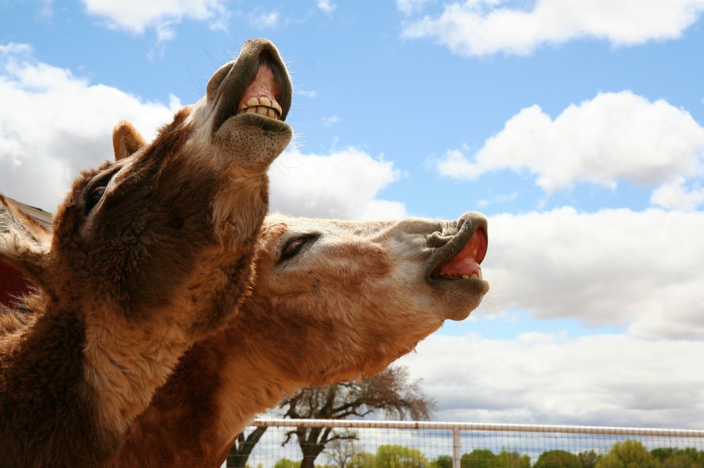 Flehmen Response - Donkeys