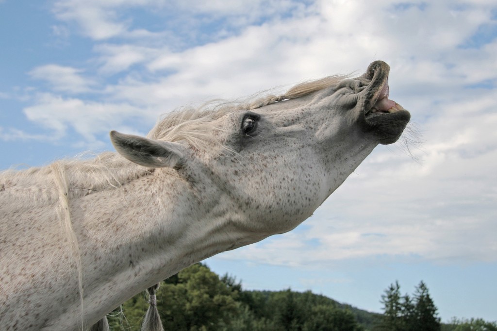 Flehmen Response - Horse