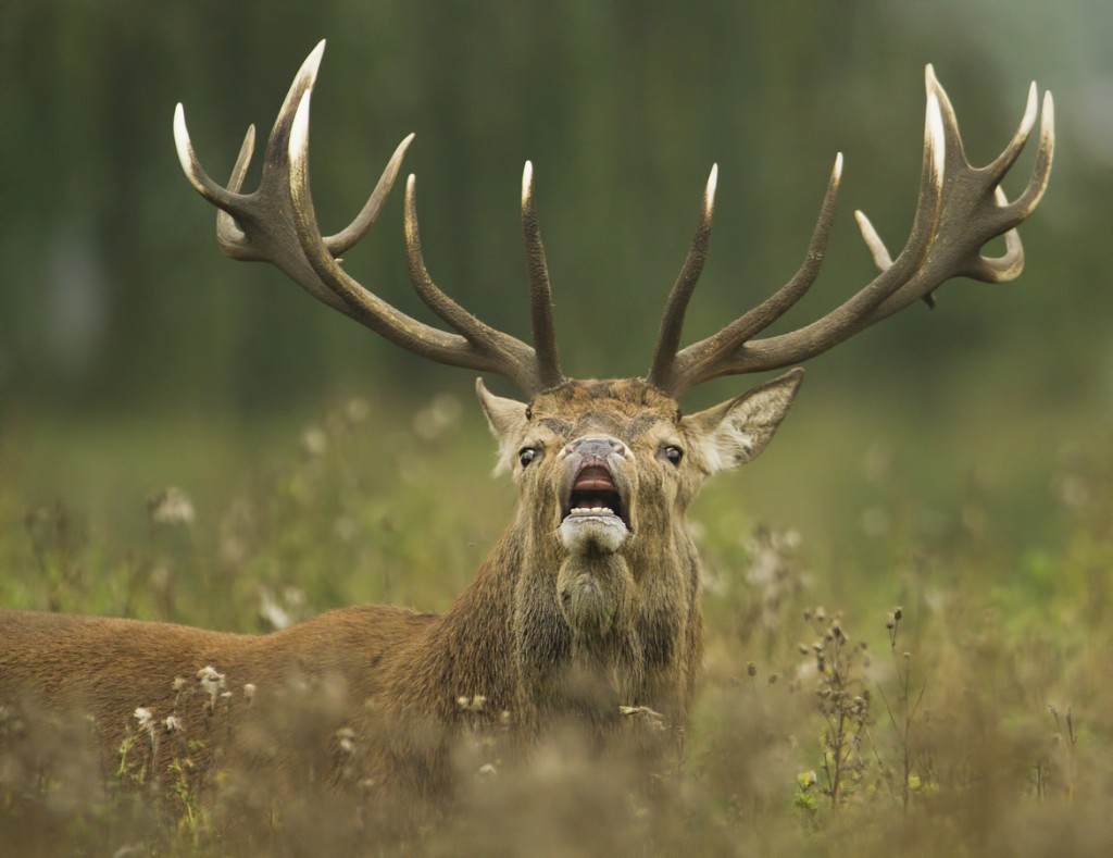 Flehmen Response - Stag