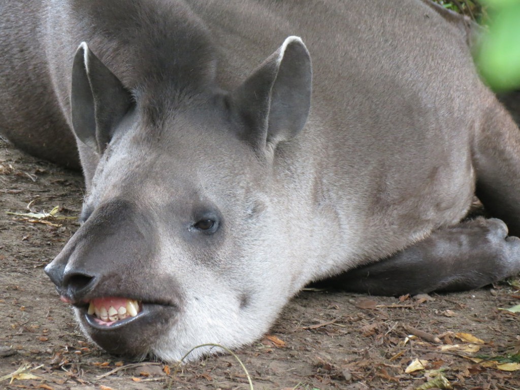 Flehmen Response - Tapir