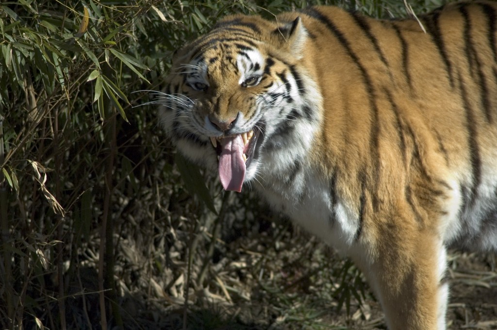 Siberian tiger displaying a flehmen response at the Oregon Zoo.
