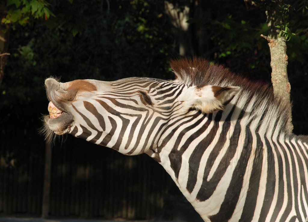 Flehmen Response - Zebra