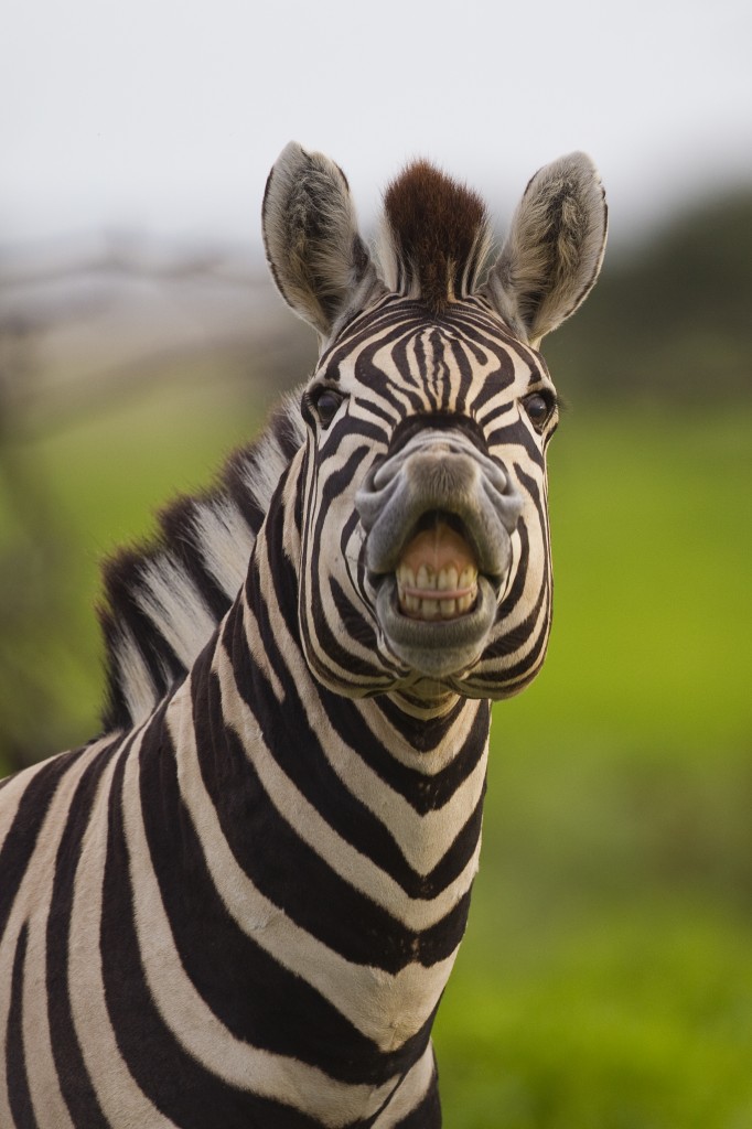 Flehmen Response - Zebra 2