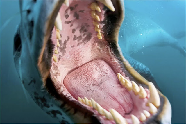Leopard Seal - inside mouth