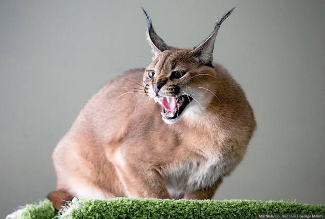 Rare Wildcat Breeder Home - Caracal angry cat