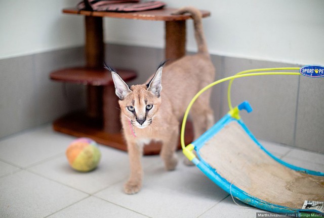 Rare Wildcat Breeder Home - Caracal healthy cat