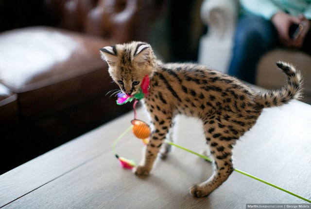 Rare Wildcat Breeder Home - Serval kitten 3