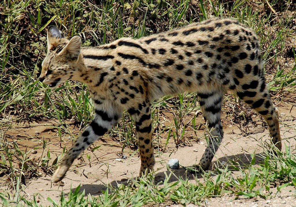 Serval - cat of spare parts