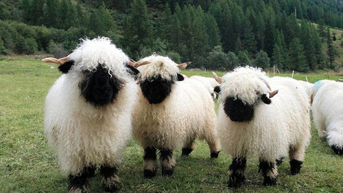 Valais Blacknose Sheep Swiss Breed - herd