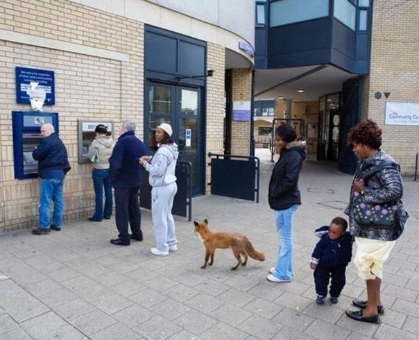 Weird Strange Unexplained - queue fox