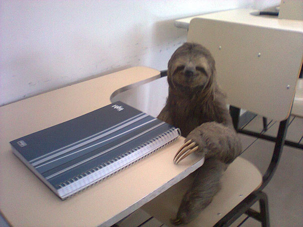 Weird Strange Unexplained - smile sloth school
