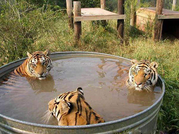 Weird Strange Unexplained - tiger bath