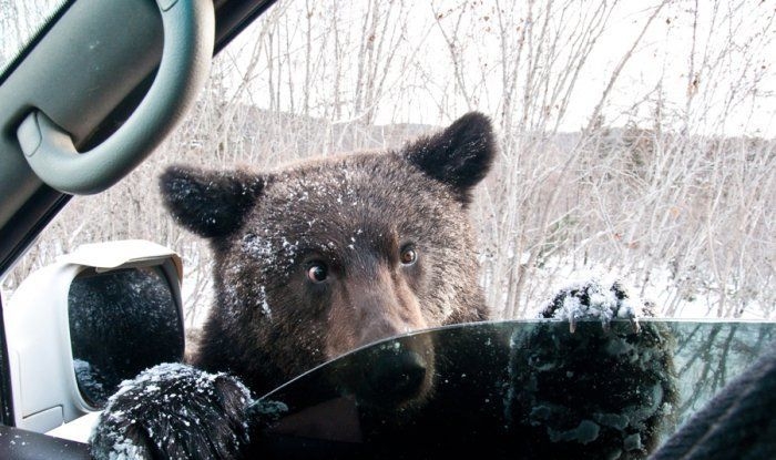 Bear at the window