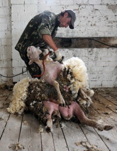 Belarus-Village-Life-Sheep-Shearing-234x300.jpg