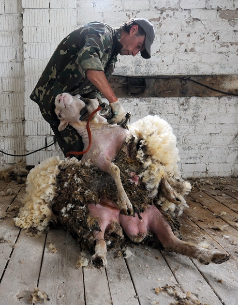 Belarus Village Life - Sheep Shearing