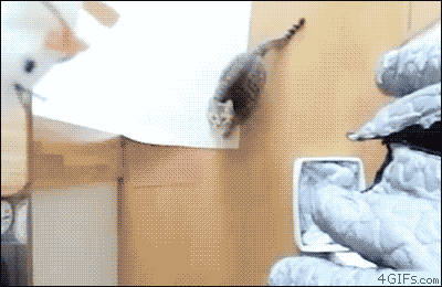 Best GIFS on the internet - action cat 2