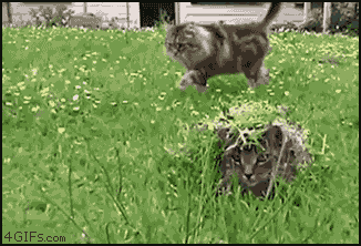 Best GIFS on the internet - camouflage kitty