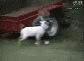 Children Owned By Animals - goat kid attacks boy