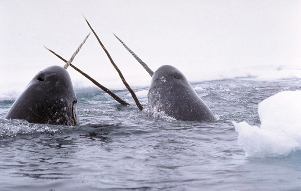 Narwhal - tusking