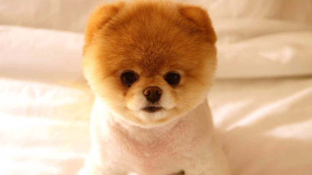 Pomeranian Puppy - cute - clipped 2