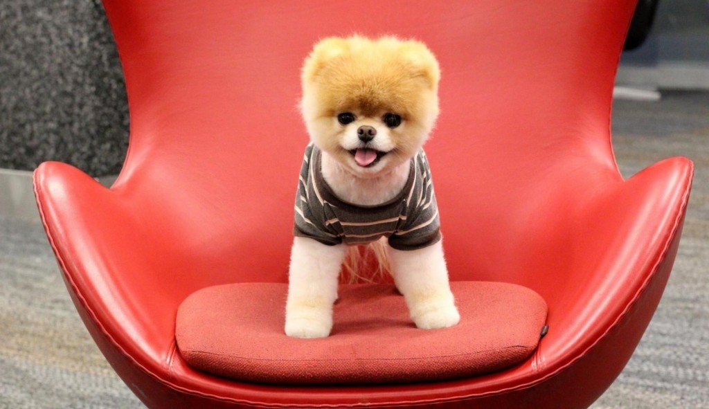 Pomeranian Puppy - on a big red chair