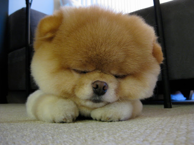 Pomeranian Puppy - sleeping