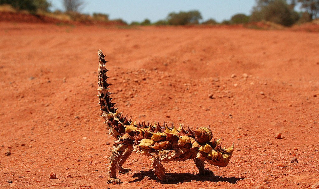 Thorny Dragon - Moloch - australia