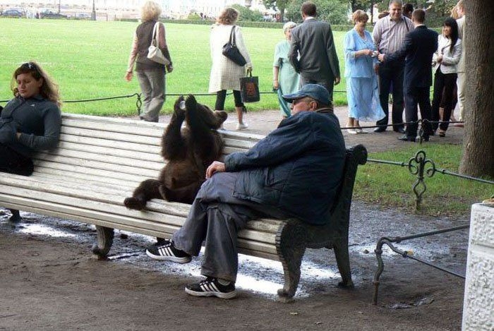 bear on a bench