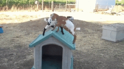 Amazing Goat Gif - acrobat