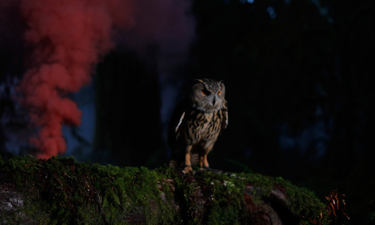 Anton Ginzburg - Hyperborea - owl