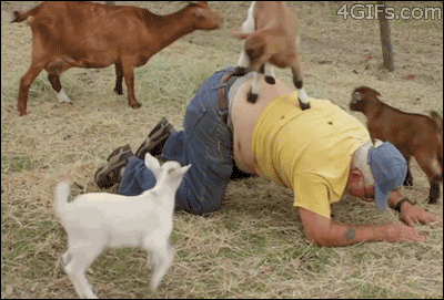 Best Goat Video - human fun 2