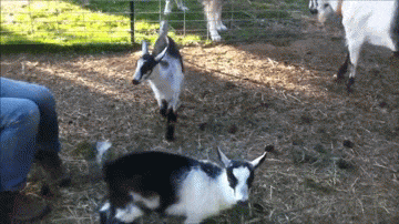 Best Goat Video - human fun