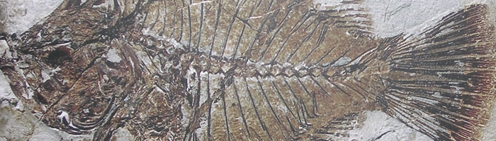 Evolution - Fossils