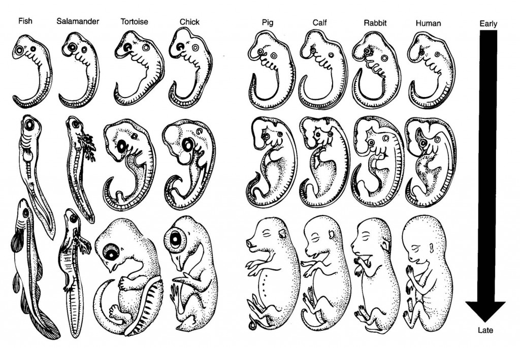 Evolution - embryology