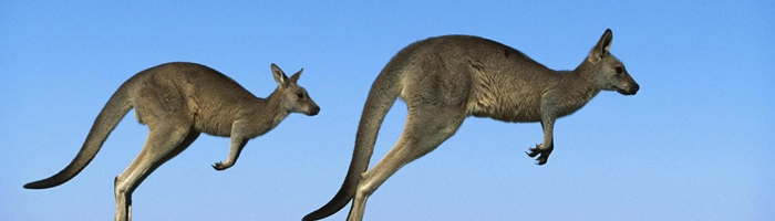 Evolution - kangaroo