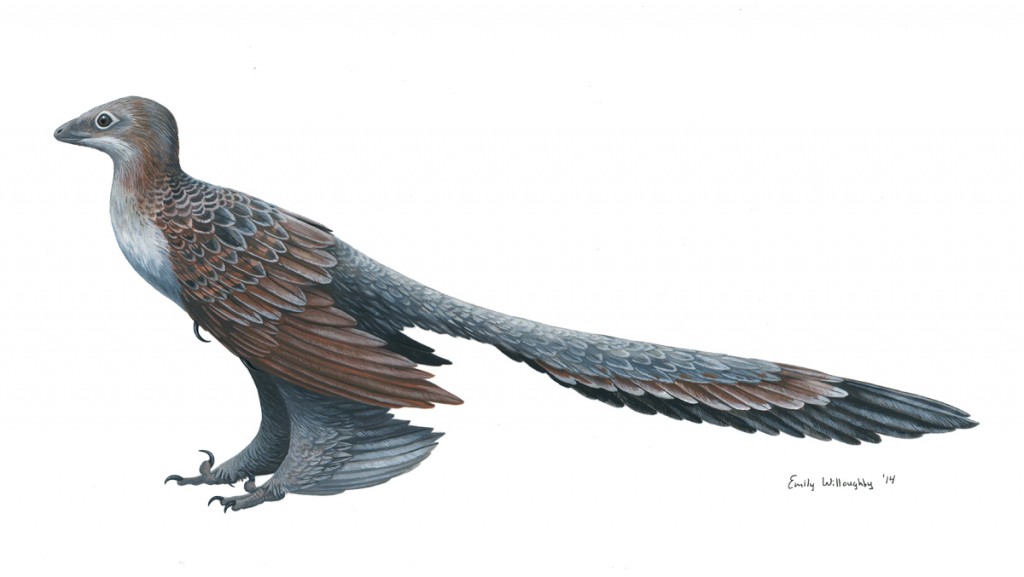 Four Winged Dinosaur China - drawing of Changyuraptor yangi