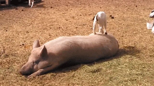 Goat plays on pigs back