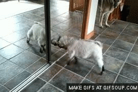 Great Goat Gif Butt His Own Reflection