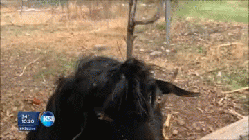 Great Goat Gif - Unhinged