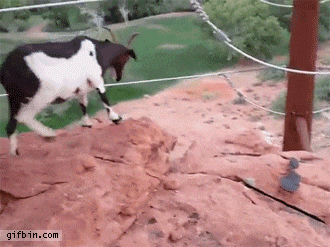 Incredible Goat Gif - cliff diver