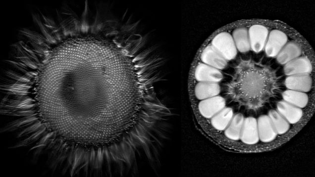 Inside Insides - Sunflower