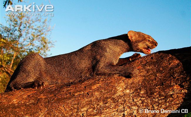 Jaguarundi - Wild Cat - weasel like