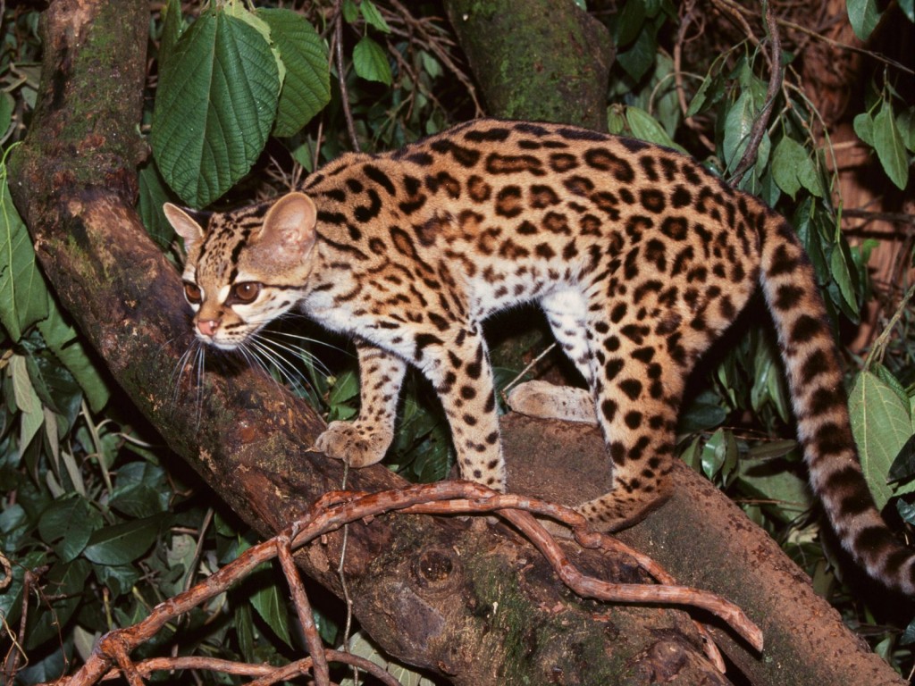 Margay - wild cat - night