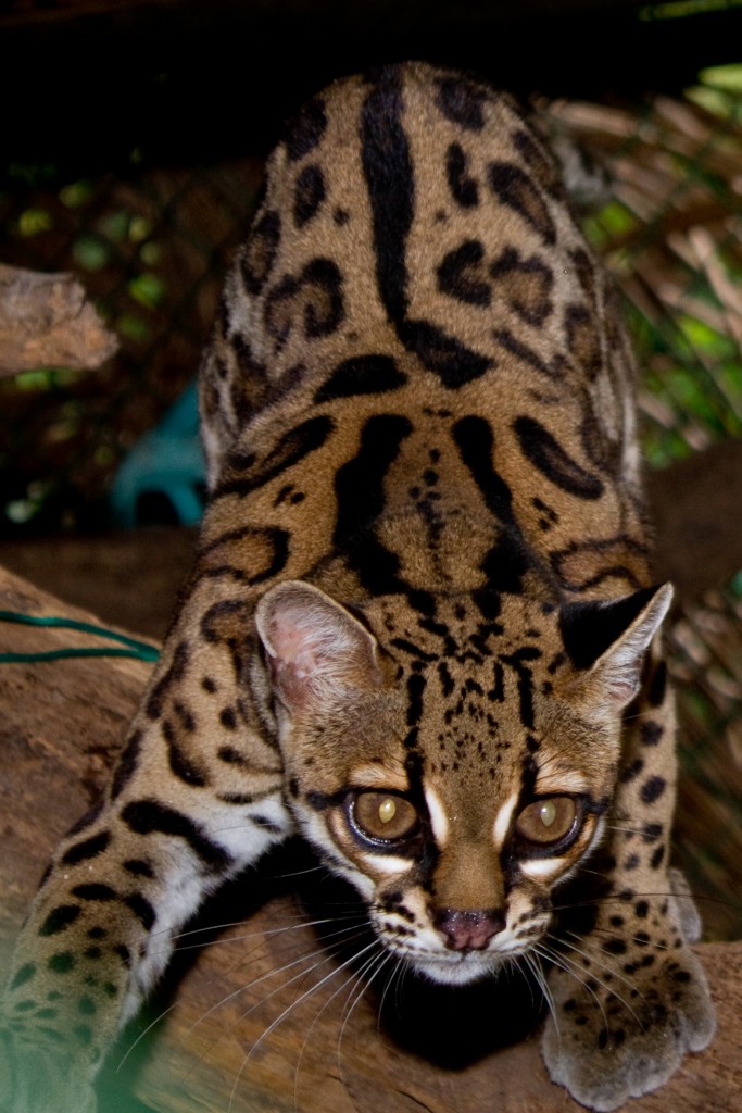 Margay - wild cat - night vision