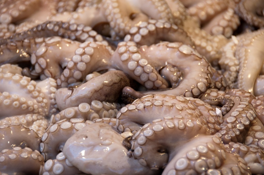 Octopus 9 tentacles